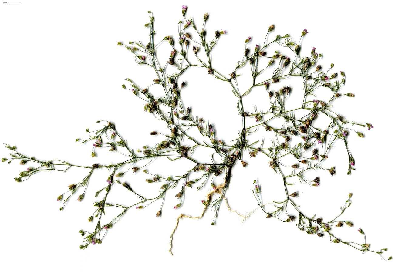 Gypsophila muralis (Caryophyllaceae)